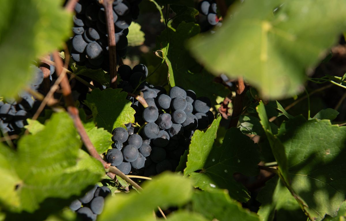 Foire aux vins : L’agriculture biodynamique, du simple bio amélioré ? Pas si simple